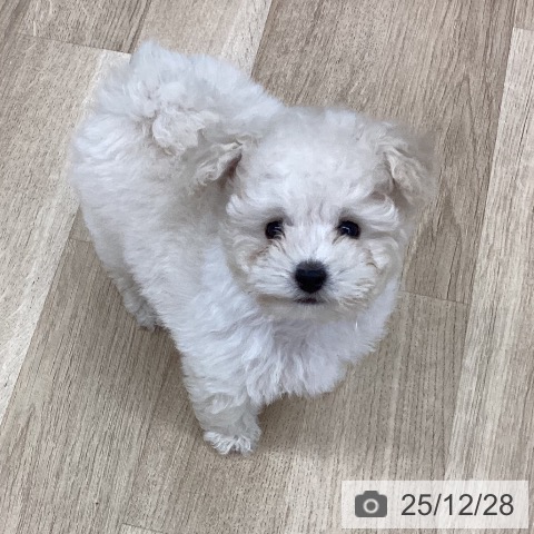 トイ・プードルの写真