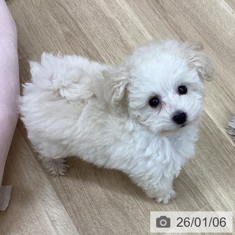 新潟県のトイプードル(トイ) (ペットプラス 新潟南店/2025年10月23日生まれ/男の子/ホワイト)の子犬の4枚目の画像