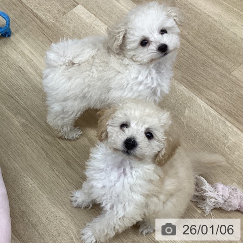 新潟県のトイプードル(トイ) (ペットプラス 新潟南店/2025年10月23日生まれ/男の子/ホワイト)の子犬の3枚目の画像