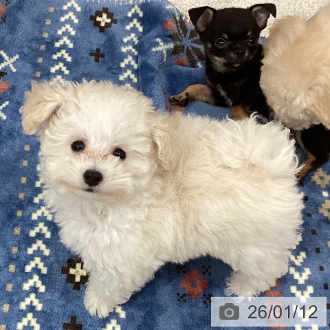 新潟県のトイプードル(トイ) (ペットプラス 新潟南店/2025年10月23日生まれ/男の子/ホワイト)の子犬の3枚目の画像