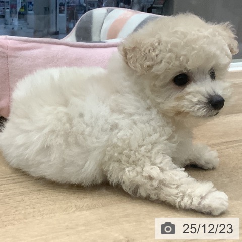 トイ・プードルの写真