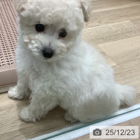 トイ・プードルの写真