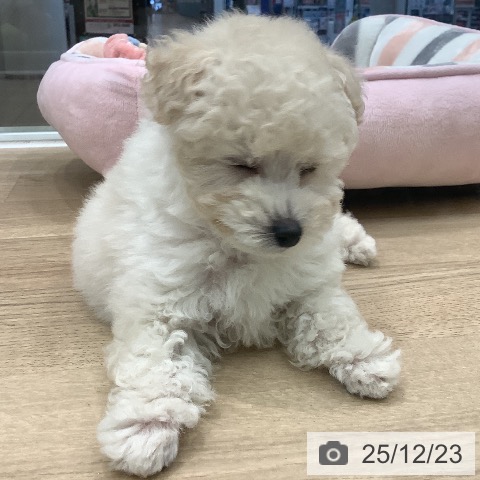 トイ・プードルの写真