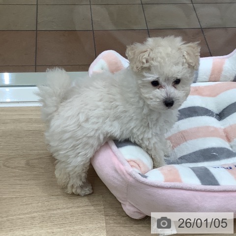 大阪府のトイプードル(トイ) (ペットプラス 鶴見店/2025年10月23日生まれ/男の子/ホワイト)の子犬の4枚目の画像