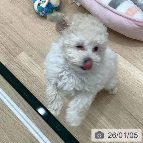 大阪府のトイプードル(トイ) (ペットプラス 鶴見店/2025年10月23日生まれ/男の子/ホワイト)の子犬の3枚目の画像