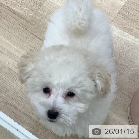 大阪府のトイプードル(トイ) (ペットプラス 鶴見店/2025年10月23日生まれ/男の子/ホワイト)の子犬の3枚目の画像