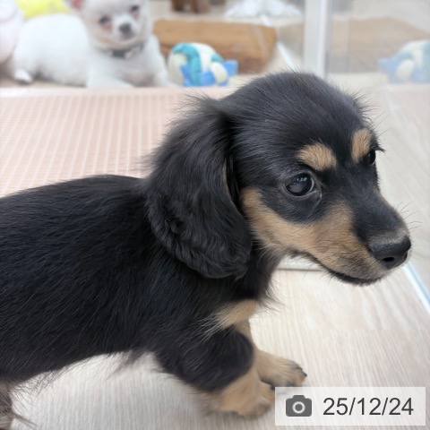 京都府のミニチュアダックスフンド(ロング) (ペットプラス 京都桂川店/2025年10月20日生まれ/男の子/ブラックタン)の子犬の4枚目の画像