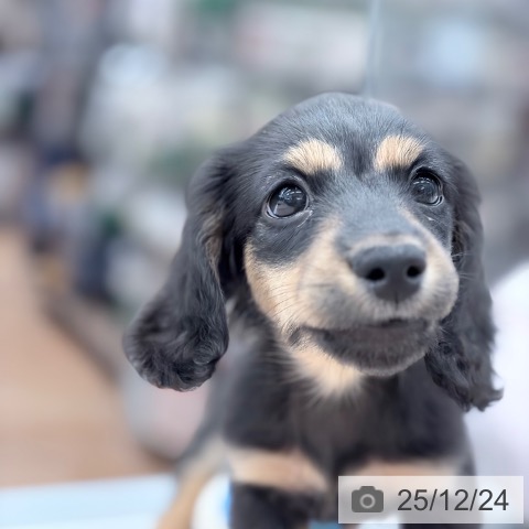 京都府のミニチュアダックスフンド(ロング) (ペットプラス 京都桂川店/2025年10月20日生まれ/男の子/ブラックタン)の子犬の3枚目の画像