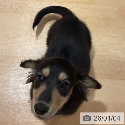 奈良県のミニチュアダックスフンド(ロング) (ペットプラス 大和郡山店/2025年10月20日生まれ/女の子/ブラックイエロー)の子犬の4枚目の画像