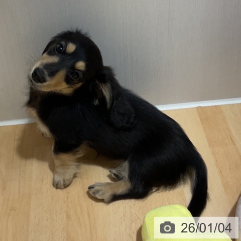 奈良県のミニチュアダックスフンド(ロング) (ペットプラス 大和郡山店/2025年10月20日生まれ/女の子/ブラックイエロー)の子犬の3枚目の画像