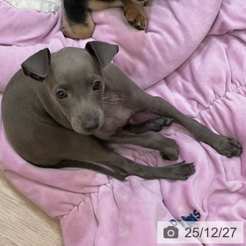 イタリアン・グレーハウンドの写真