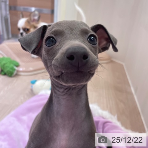 大阪府のイタリアングレーハウンド (ペットプラス 大阪ドームシティ店/2025年10月18日生まれ/女の子/ブルーホワイト)の子犬の4枚目の画像