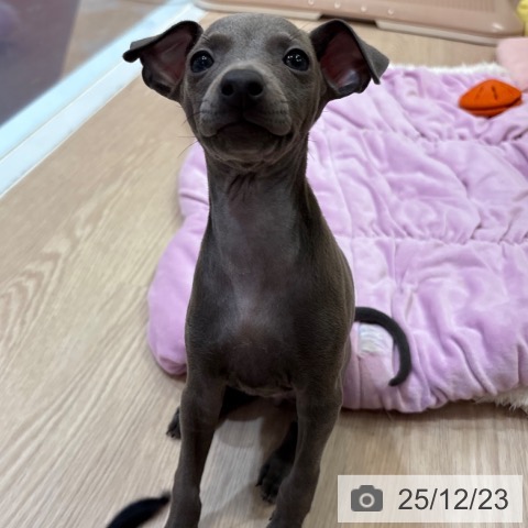 大阪府のイタリアングレーハウンド (ペットプラス 大阪ドームシティ店/2025年10月18日生まれ/女の子/ブルーホワイト)の子犬の3枚目の画像