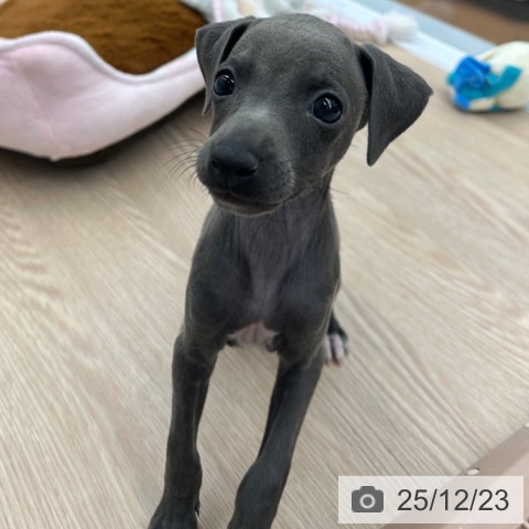 京都府のイタリアングレーハウンド (ペットプラス 京都桂川店/2025年10月18日生まれ/男の子/ブルーホワイト)の子犬の4枚目の画像