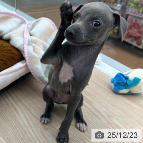 京都府のイタリアングレーハウンド (ペットプラス 京都桂川店/2025年10月18日生まれ/男の子/ブルーホワイト)の子犬の3枚目の画像