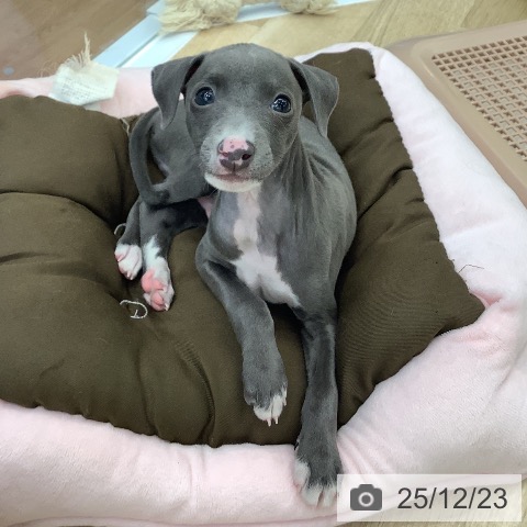 大阪府のイタリアングレーハウンド (ペットプラス りんくう泉南店/2025年10月18日生まれ/男の子/ブルーホワイト)の子犬の4枚目の画像