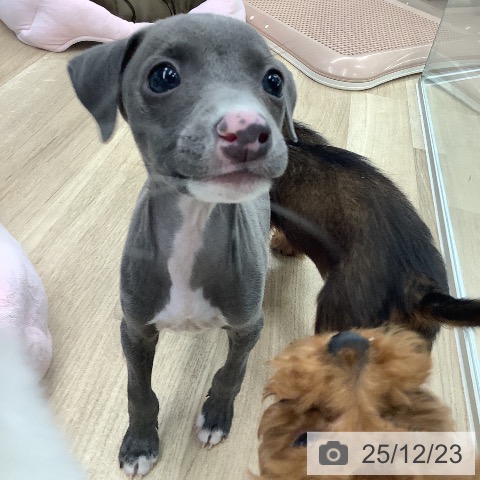 大阪府のイタリアングレーハウンド (ペットプラス りんくう泉南店/2025年10月18日生まれ/男の子/ブルーホワイト)の子犬の3枚目の画像