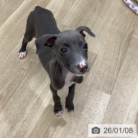 大阪府のイタリアングレーハウンド (ペットプラス りんくう泉南店/2025年10月18日生まれ/男の子/ブルーホワイト)の子犬の3枚目の画像