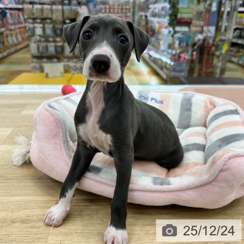 イタリアン・グレーハウンドの写真