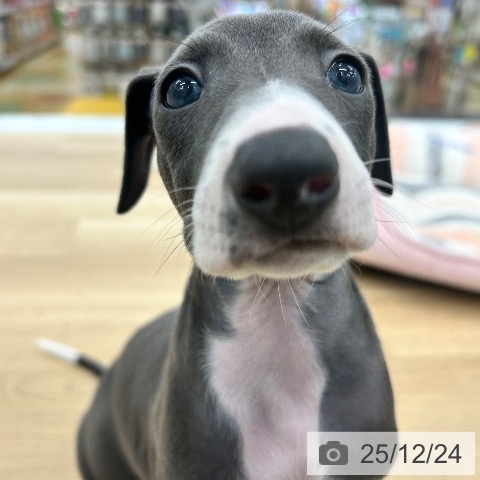 イタリアン・グレーハウンドの写真