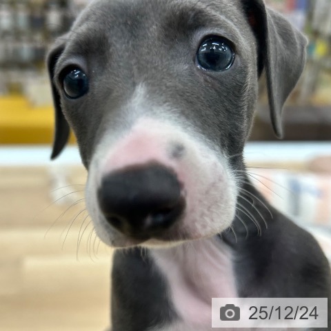 イタリアン・グレーハウンドの写真