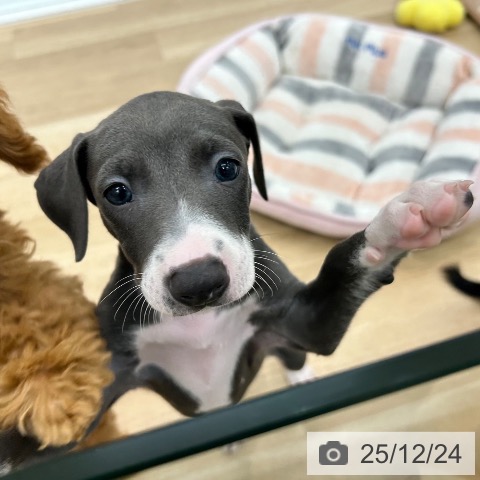 大阪府のイタリアングレーハウンド (ペットプラス 松原店/2025年10月20日生まれ/男の子/ブルーホワイト)の子犬の4枚目の画像