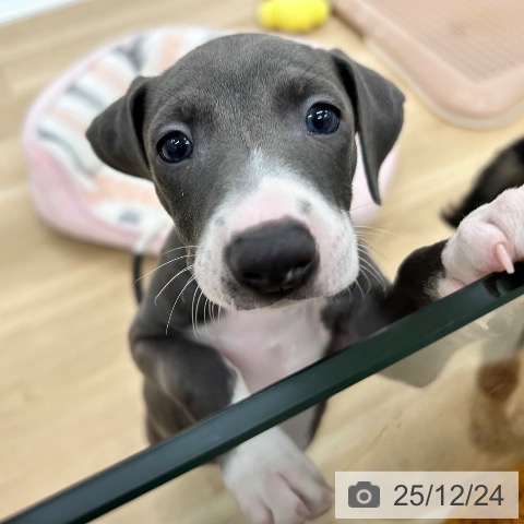 大阪府のイタリアングレーハウンド (ペットプラス 松原店/2025年10月20日生まれ/男の子/ブルーホワイト)の子犬の3枚目の画像