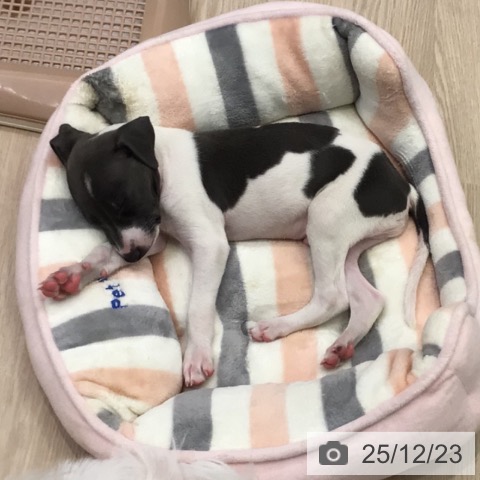 大阪府のイタリアングレーハウンド (ペットプラス ららぽーと和泉店/2025年10月20日生まれ/男の子/ホワイトブルー)の子犬の3枚目の画像