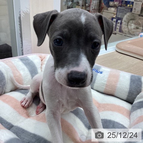 イタリアン・グレーハウンドの写真