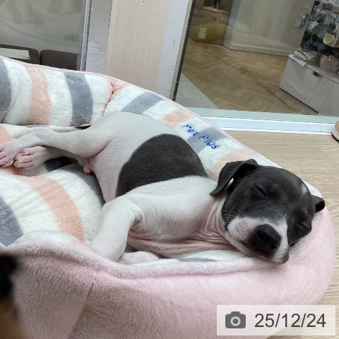 大阪府のイタリアングレーハウンド (ペットプラス ららぽーと和泉店/2025年10月20日生まれ/男の子/ホワイトブルー)の子犬の4枚目の画像