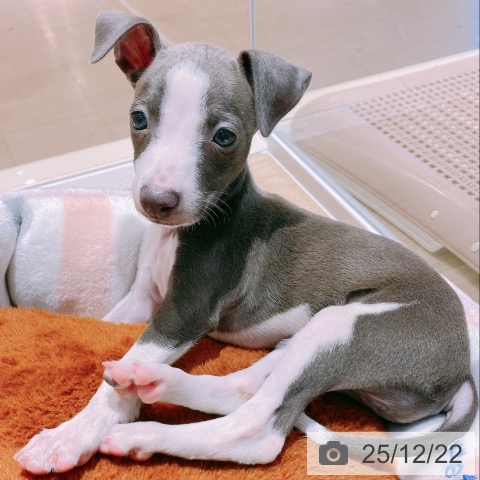 大阪府のイタリアングレーハウンド (ペットプラス イオン大日店/2025年10月16日生まれ/女の子/ブルーホワイト)の子犬の4枚目の画像