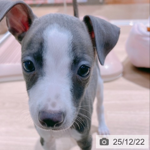 大阪府のイタリアングレーハウンド (ペットプラス イオン大日店/2025年10月16日生まれ/女の子/ブルーホワイト)の子犬の3枚目の画像