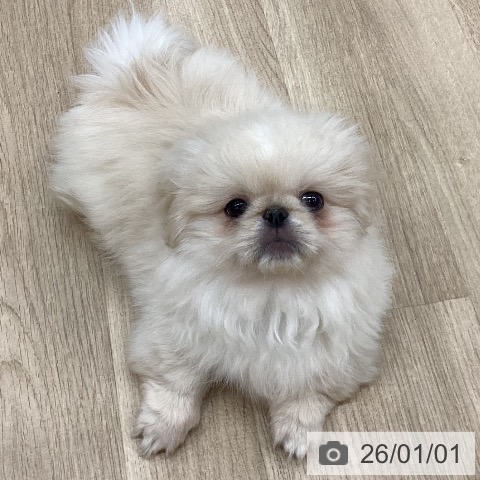 新潟県のペキニーズ (ペットプラス 新潟南店/2025年10月7日生まれ/男の子/クリーム)の子犬の3枚目の画像