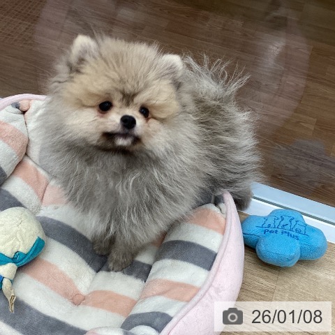 大阪府のポメラニアン (ペットプラス りんくう泉南店/2025年10月23日生まれ/男の子/クリームセーブル)の子犬の4枚目の画像