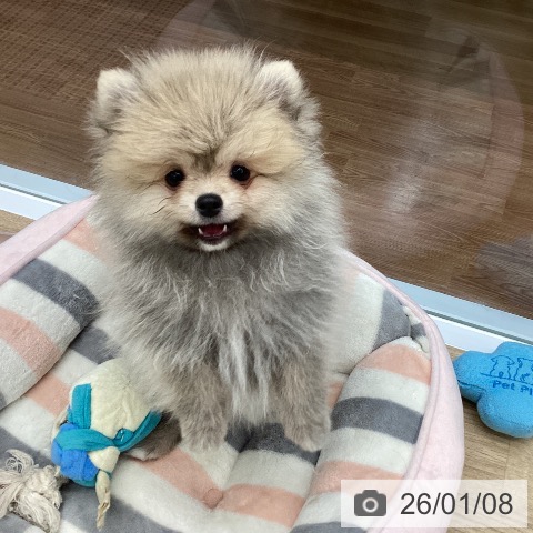 大阪府のポメラニアン (ペットプラス りんくう泉南店/2025年10月23日生まれ/男の子/クリームセーブル)の子犬の3枚目の画像