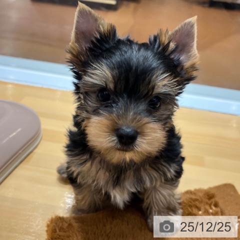 ヨークシャー・テリアの写真