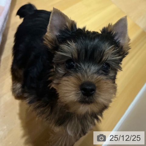 ヨークシャー・テリアの写真