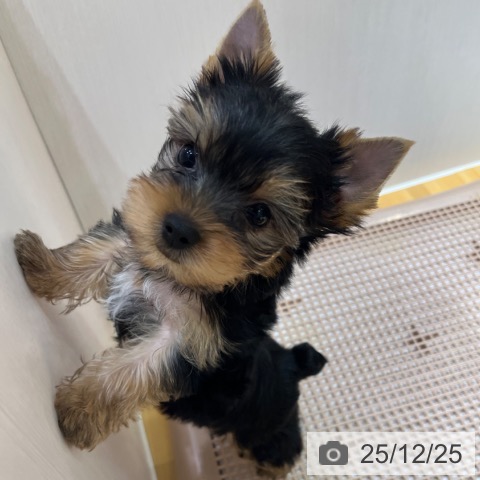 ヨークシャー・テリアの写真