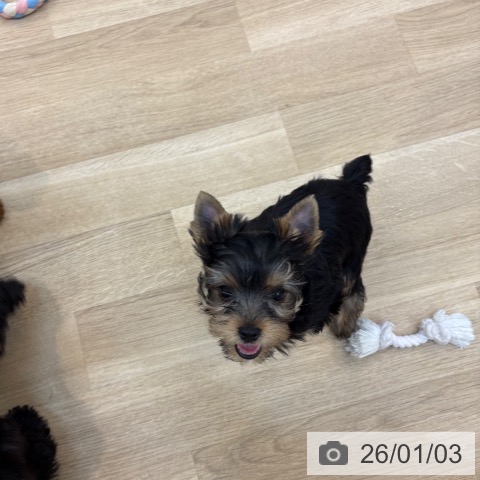 京都府のヨークシャーテリア (ペットプラス 久御山店/2025年10月21日生まれ/女の子/スチールブルータン)の子犬の4枚目の画像