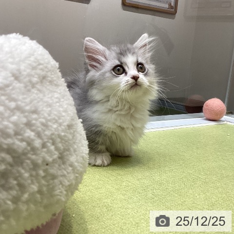 大阪府のミヌエット (ペットプラス ららぽーと和泉店/2025年10月11日生まれ/男の子/シルバータビーホワイト)の子猫の4枚目の画像