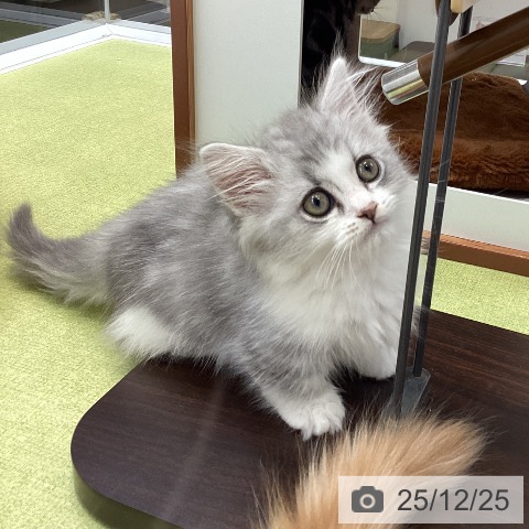 大阪府のミヌエット (ペットプラス ららぽーと和泉店/2025年10月11日生まれ/男の子/シルバータビーホワイト)の子猫の3枚目の画像