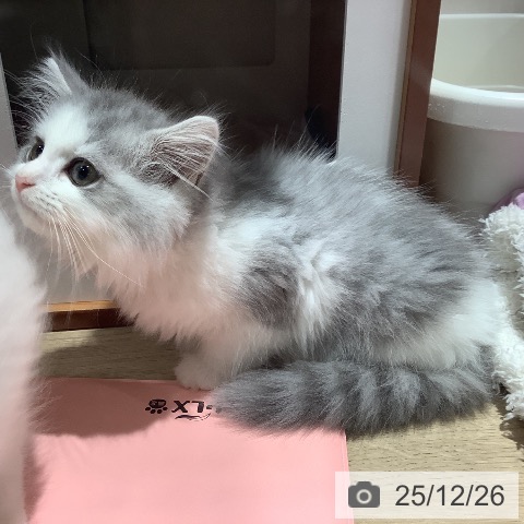 ミヌエットの写真