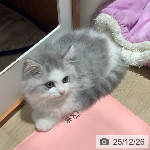 ミヌエットの写真