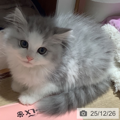 ミヌエットの写真