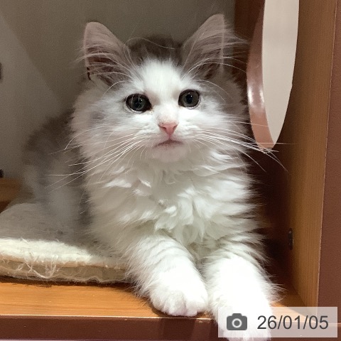 大阪府のミヌエット (ペットプラス 鶴見店/2025年10月11日生まれ/男の子/シルバータビーホワイト)の子猫の3枚目の画像