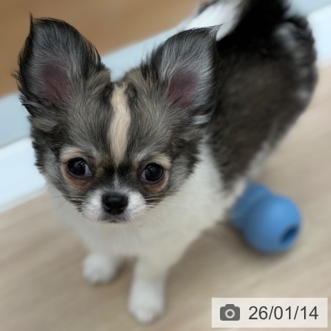 京都府のチワワ(ロング) (ペットプラス 京都桂川店/2025年10月24日生まれ/男の子/セーブルホワイト)の子犬の4枚目の画像