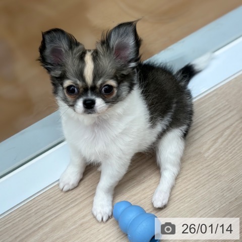 京都府のチワワ(ロング) (ペットプラス 京都桂川店/2025年10月24日生まれ/男の子/セーブルホワイト)の子犬の3枚目の画像