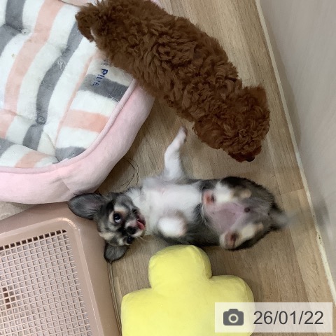 大阪府のチワワ(ロング) (ペットプラス 大阪ドームシティ店/2025年10月24日生まれ/女の子/セーブルホワイト)の子犬の4枚目の画像