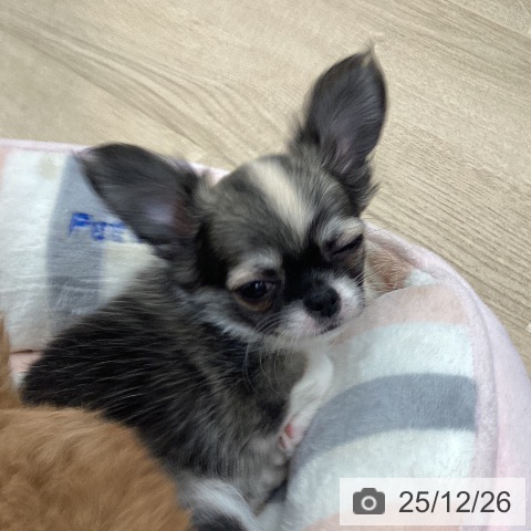 大阪府のチワワ(ロング) (ペットプラス りんくう泉南店/2025年10月24日生まれ/女の子/セーブルホワイト)の子犬の4枚目の画像