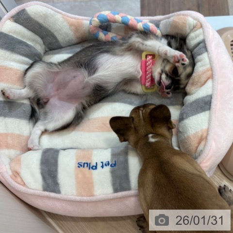 大阪府のチワワ(ロング) (ペットプラス 大阪ドームシティ店/2025年10月24日生まれ/女の子/セーブルホワイト)の子犬の4枚目の画像